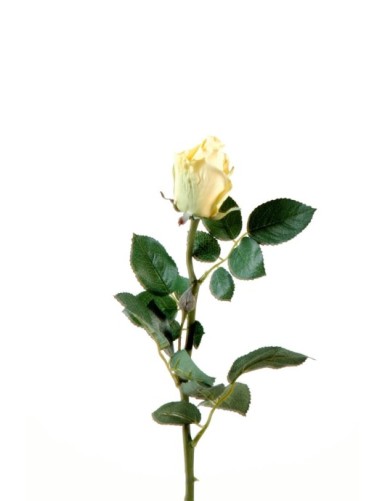 ROSA JOEY CAPULLO CERRADO...