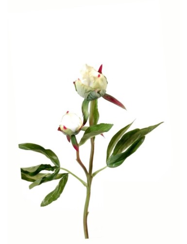 PFINGSTROSE KNOSPE *2 Fresh...