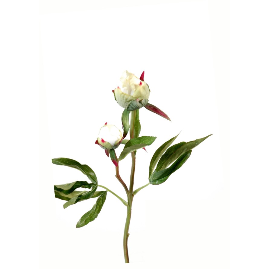 PFINGSTROSE KNOSPE *2 Fresh Touch