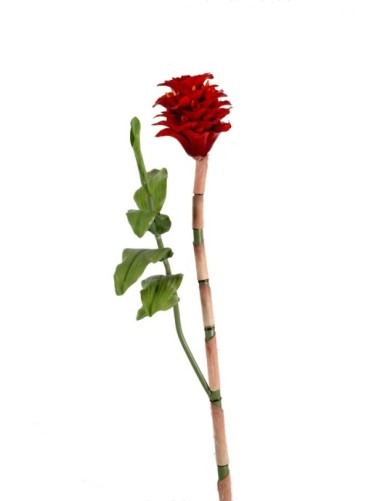 INDONESISCHER INGWER