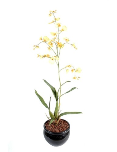 ONCIDIUM GIGANTE