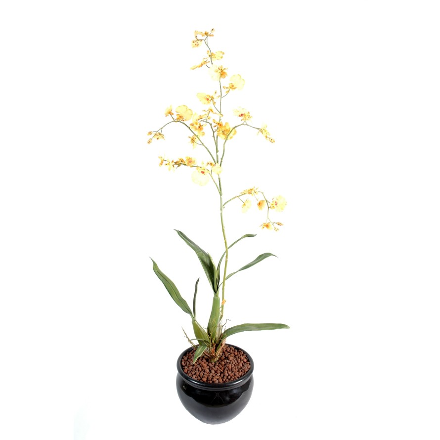 ONCIDIUM GIANT