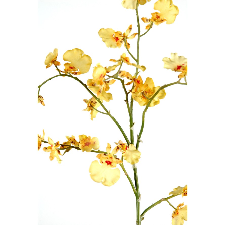 ONCIDIUM GIGANTE