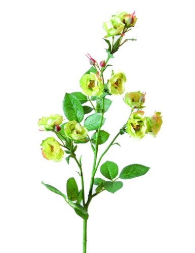 ROSE (WILD) *11 (Net...