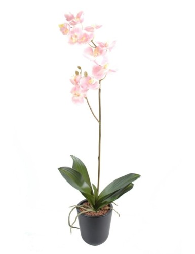 PHALAENOPSIS ORCHID L*12...