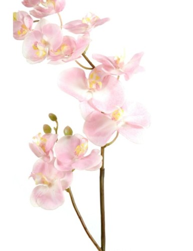 PHALAENOPSIS L*12 (Netto-Aktionspreis)