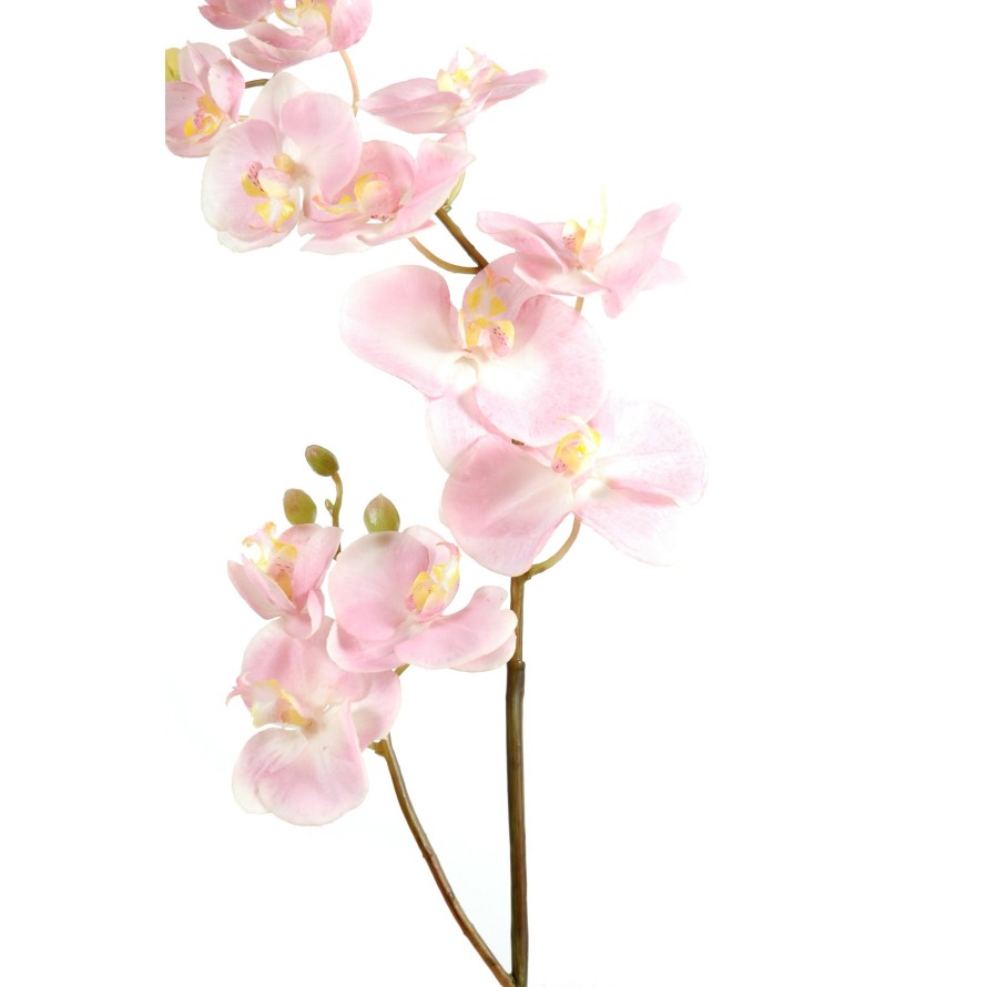PHALAENOPSIS ORQUÍDEA G*12 (promo net)