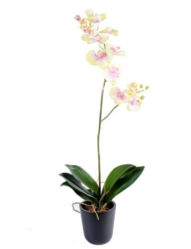 PHALAENOPSIS ORCHID L*12...