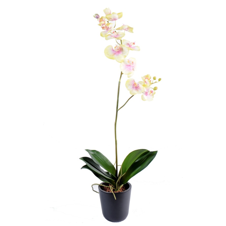 PHALAENOPSIS L*12 (Sonderpreis)