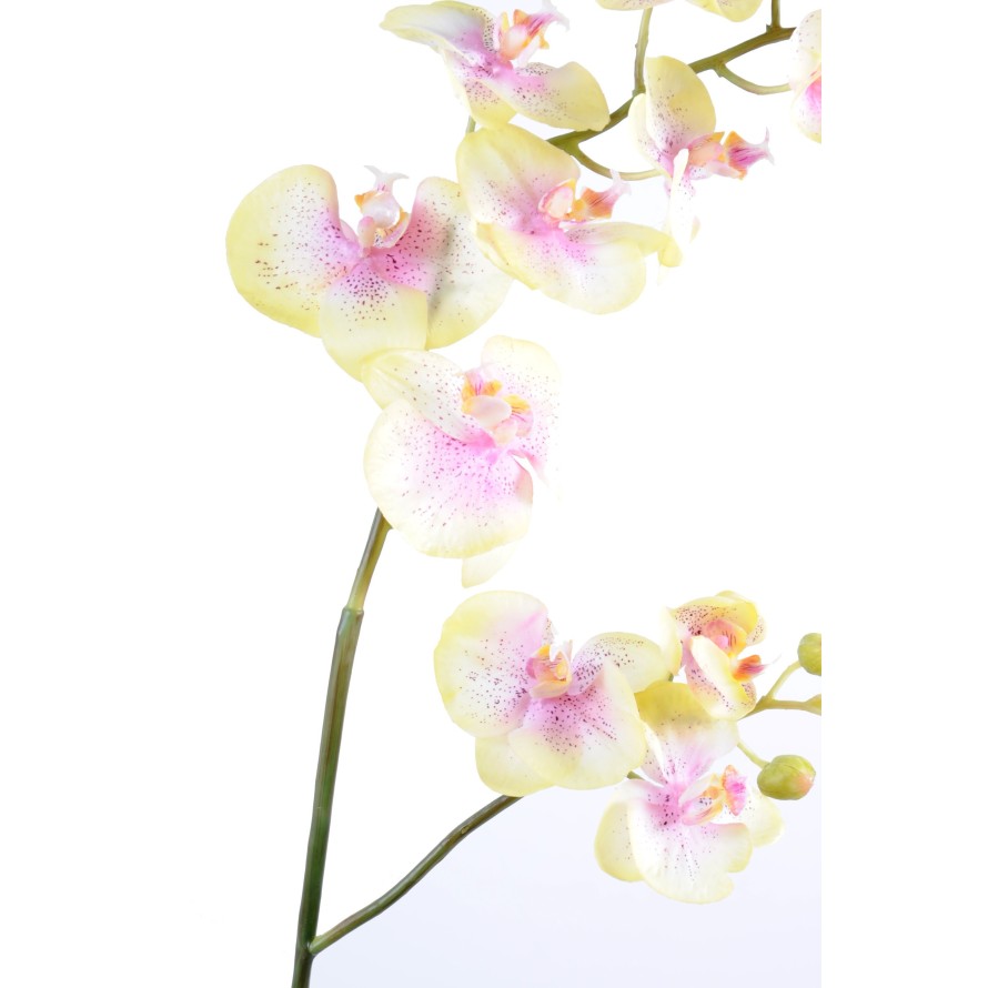 PHALAENOPSIS L*12 (Sonderpreis)