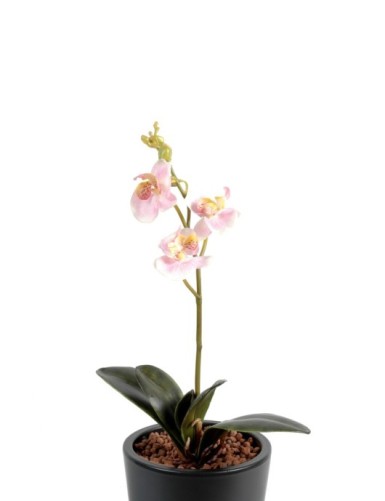 PHALAENOPSIS ORQUÍDEA S