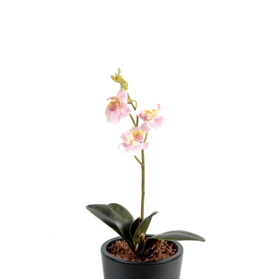 PHALAENOPSIS ORQUÍDEA S