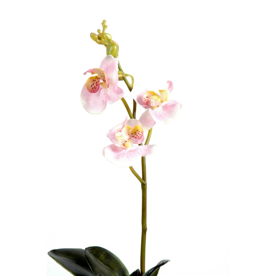 PHALAENOPSIS ORQUÍDEA S