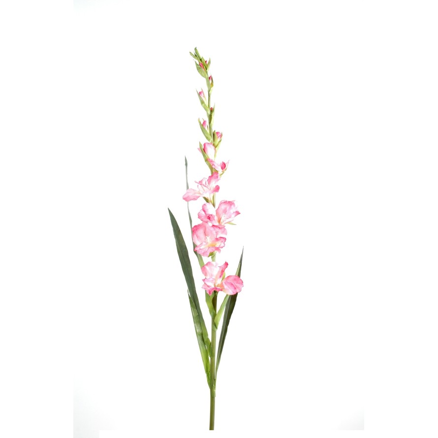 GLADIOLUS