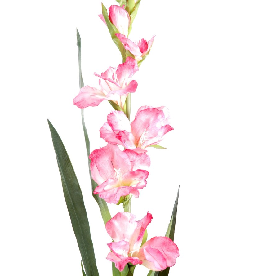 GLADIOLE