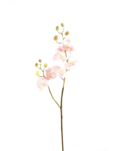 PHALAENOPSIS ORQUÍDEA M TALLO