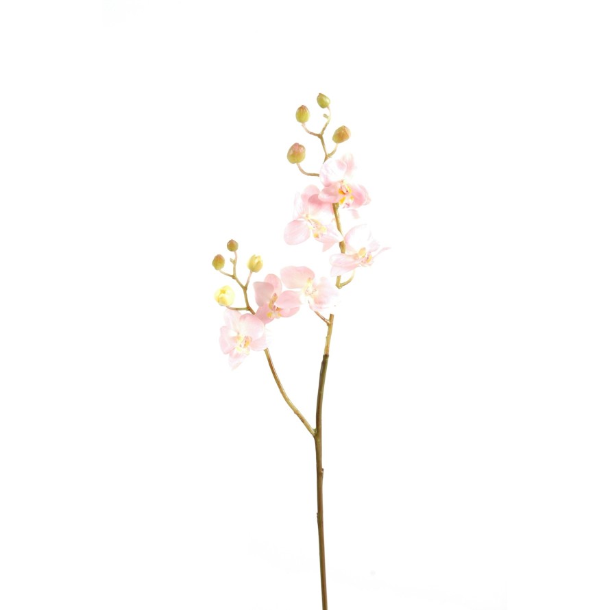 PHALAENOPSIS ORQUÍDEA M TALLO