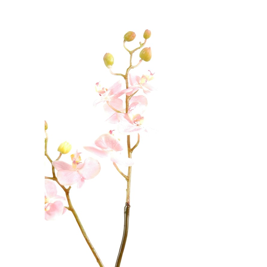 PHALAENOPSIS ORQUÍDEA M TALLO