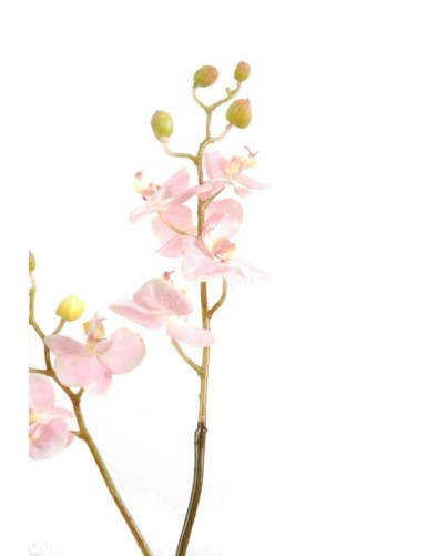 PHALAENOPSIS ORQUÍDEA M TALLO