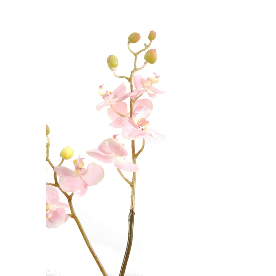 PHALAENOPSIS M STAMM