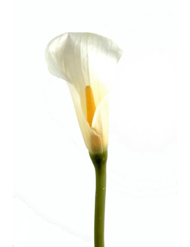 CALLA LILIE ARUM