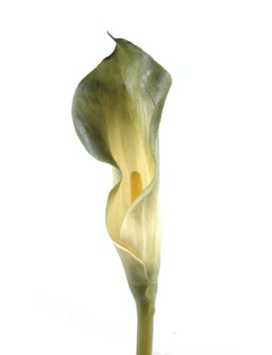 CALLA LILIE ARUM