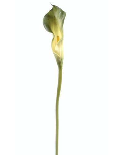 CALLA LILY ARUM