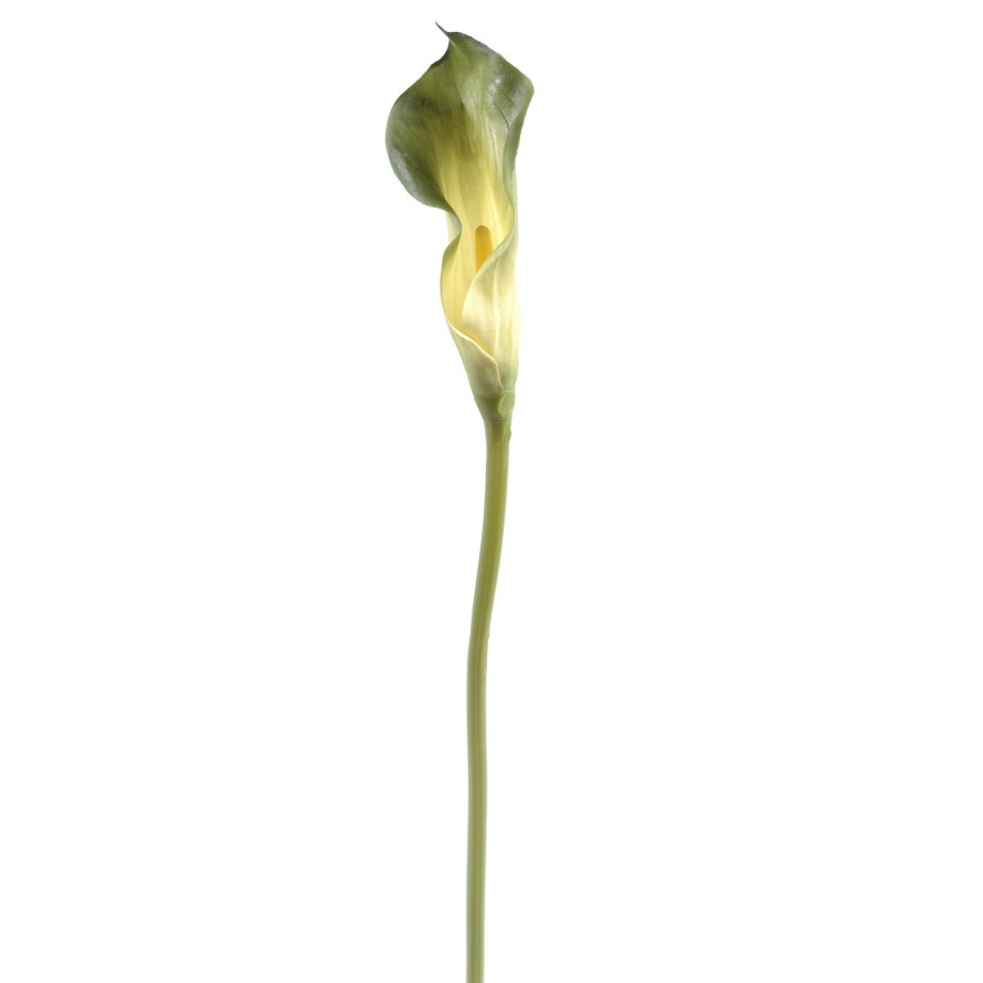 CALLA LILY ARUM