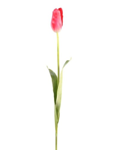 TULPE