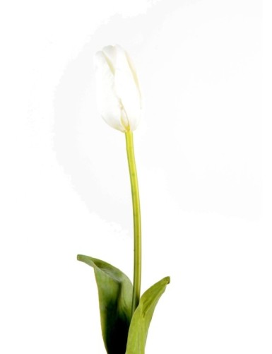 TULPE