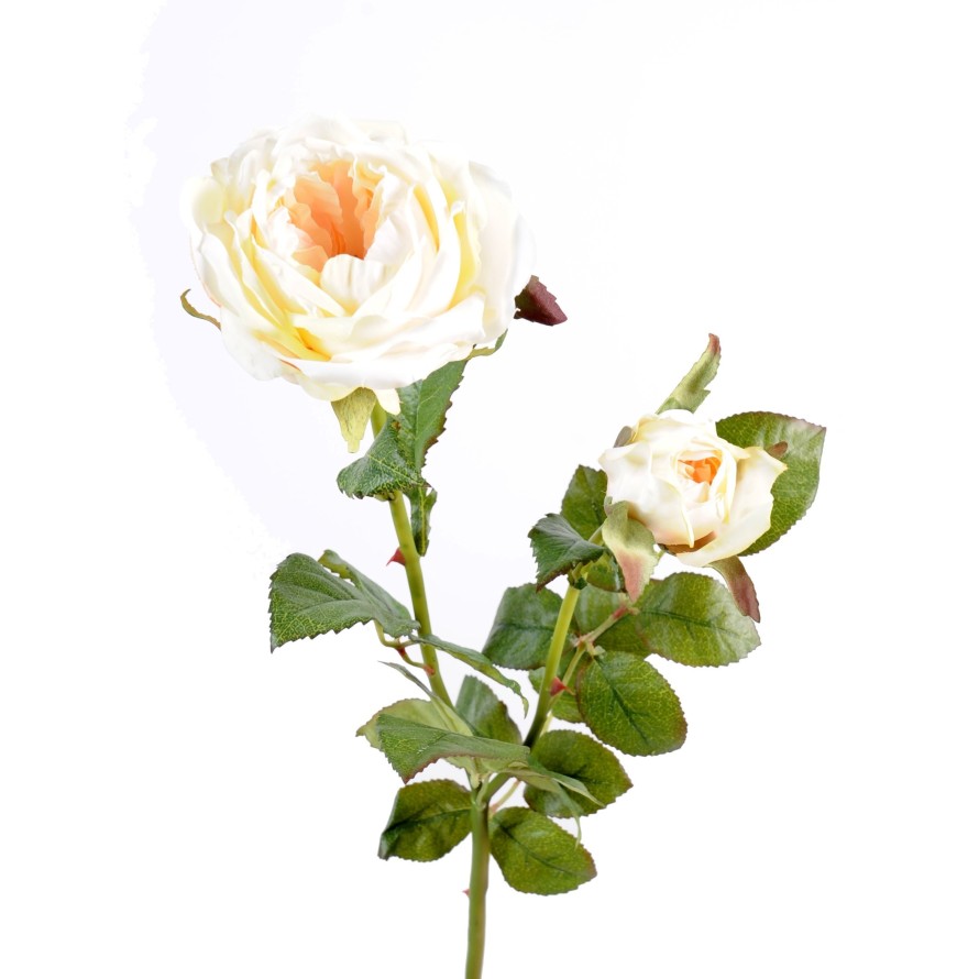 ROSA DE DAMASCO 1FL 1C