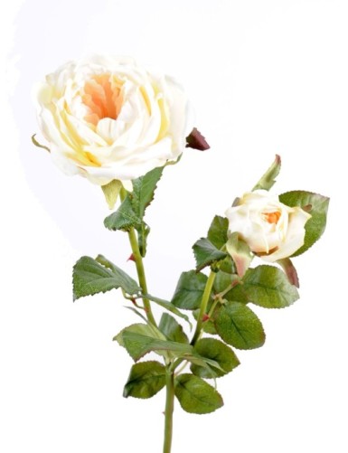 DAMASZENER ROSE 1 BLÜTE 1 KNOSPE