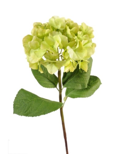 HORTENSIA STIEL