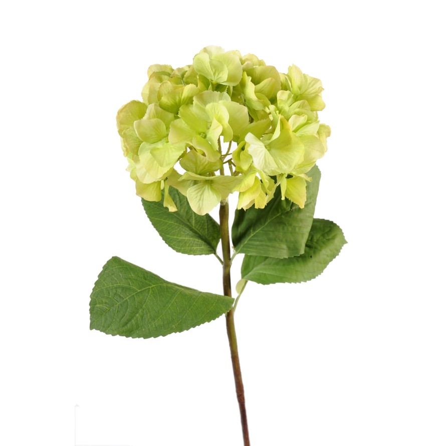HORTENSIA TALLO
