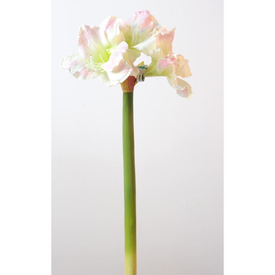 AMARYLLIS TALLO 3F