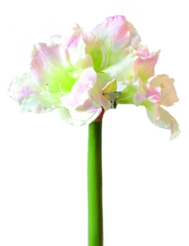 AMARYLLIS TALLO 3F
