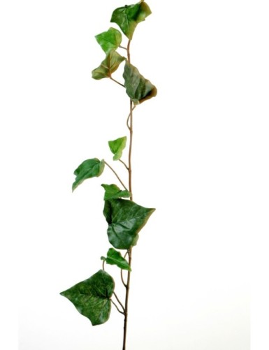 IVY STEM (Net promotional...