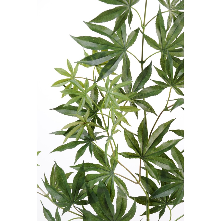 ARALIA NEW ZWEIG *44