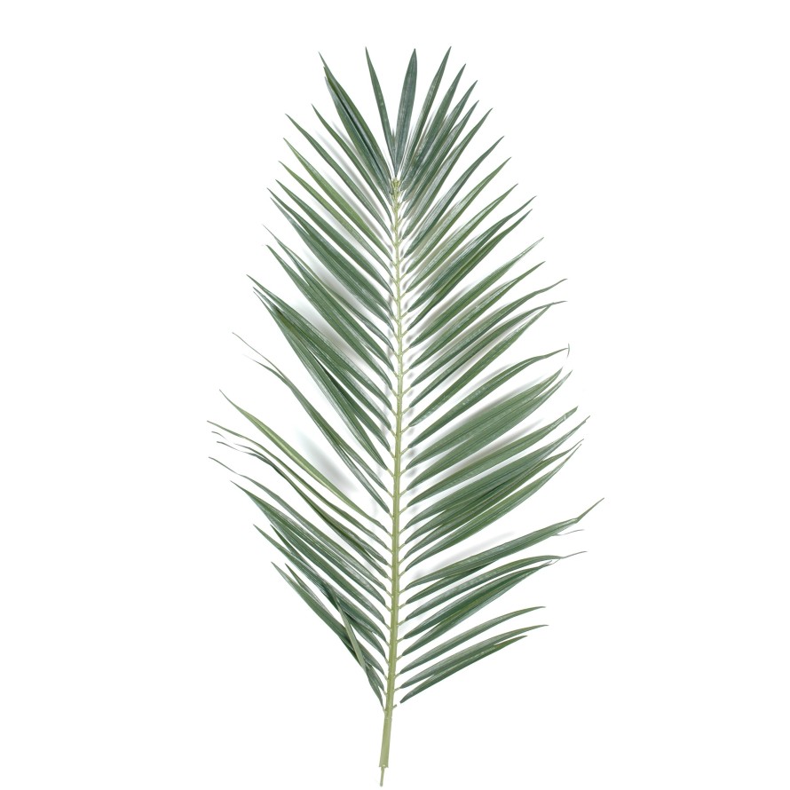 PALMA PALMERA MAJESTY