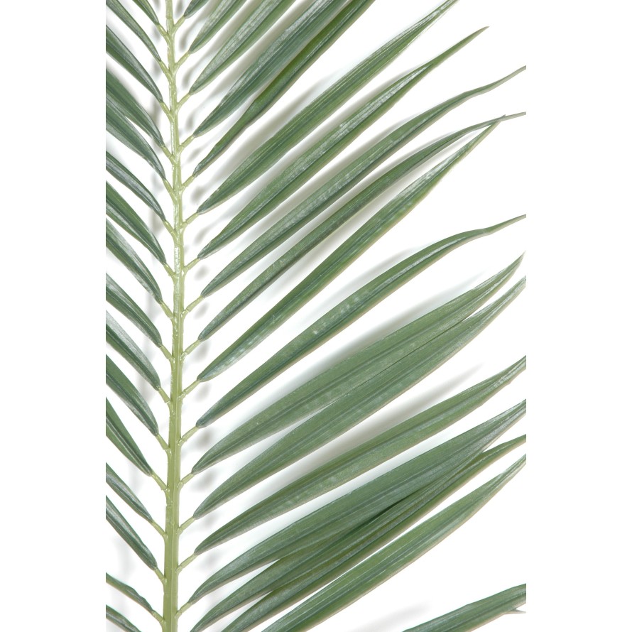 PALMA PALMERA MAJESTY