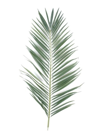 PALMA PALMERA MAJESTY