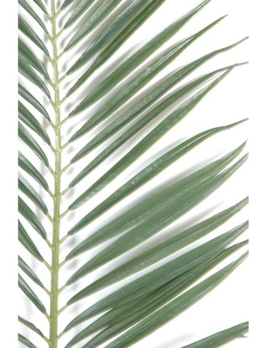 PALM TREE MAJESTY FOLIAGE