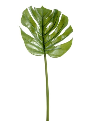 PHILODENDRON MONSTERA STAMM