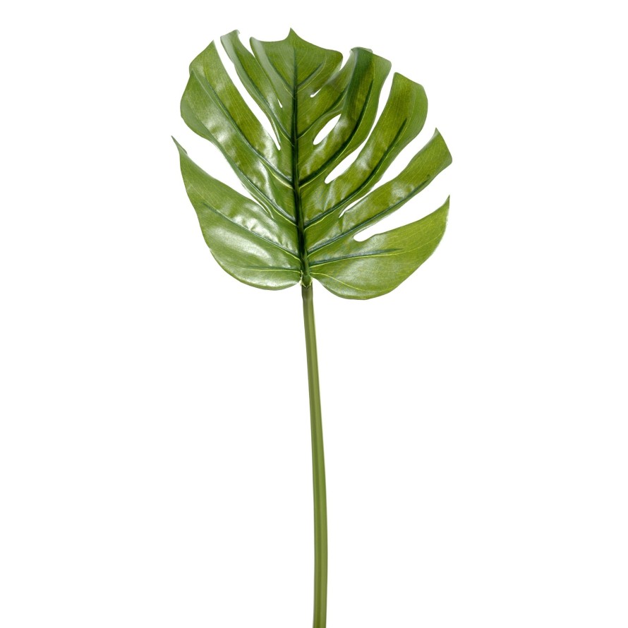 PHILODENDRON MONSTERA TALLO