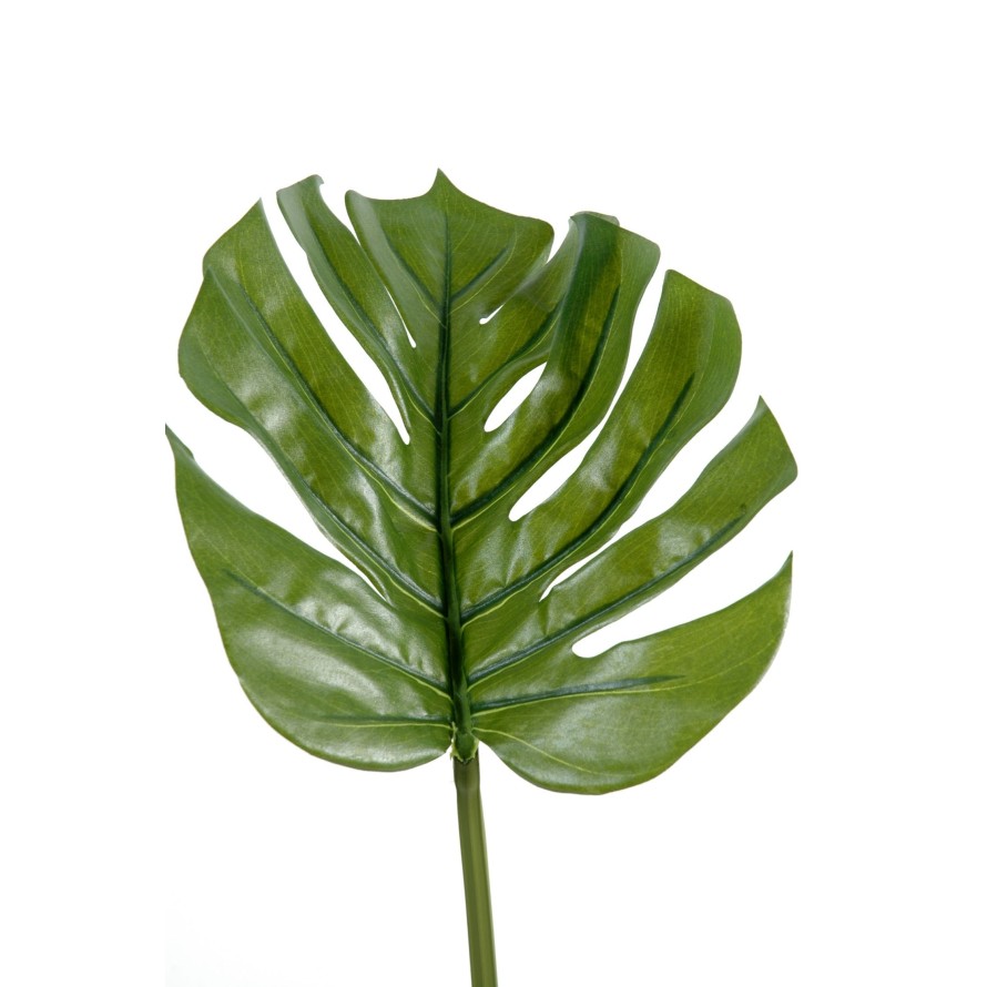 PHILODENDRON MONSTERA STAMM