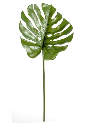 PHILODENDRON MONSTERA TALLO