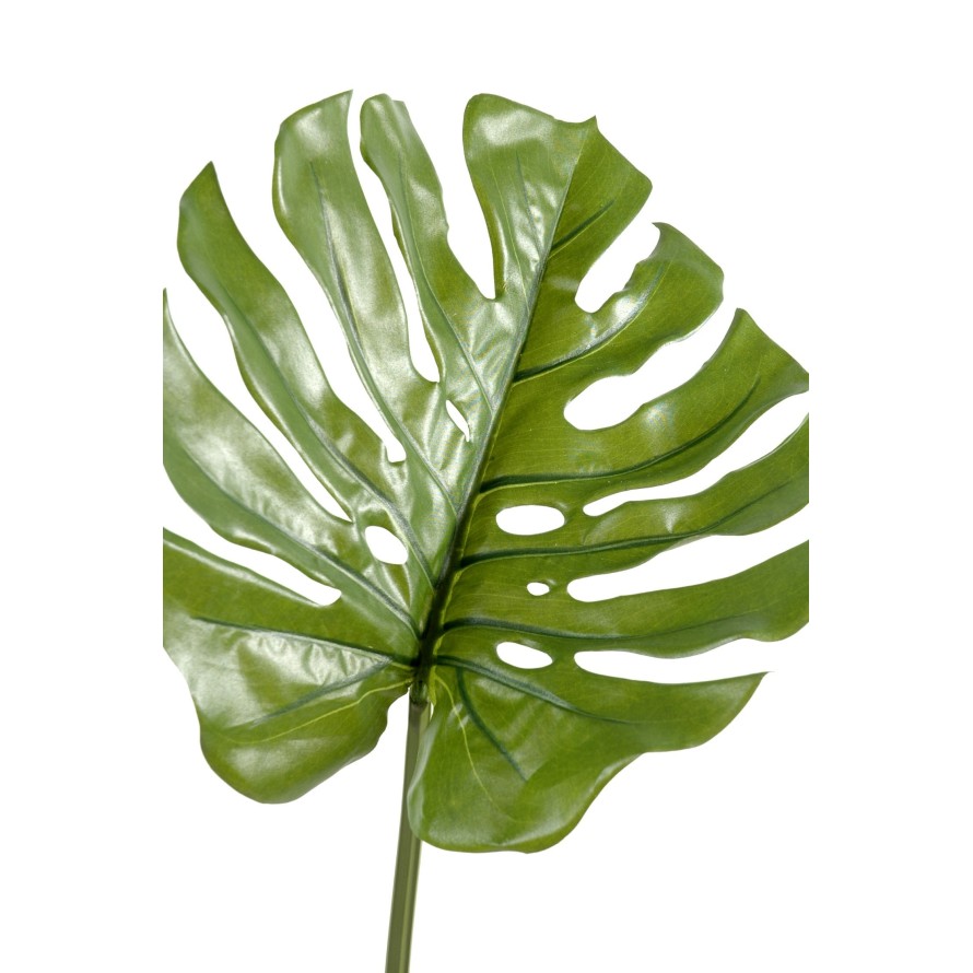 PHILODENDRON MONSTERA STAMM