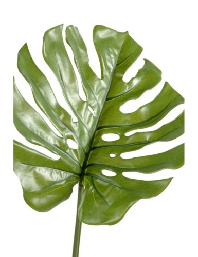 PHILODENDRON MONSTERA STAMM