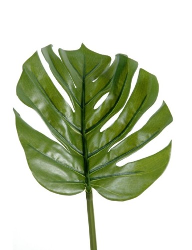 PHILODENDRON MONSTERA STAMM