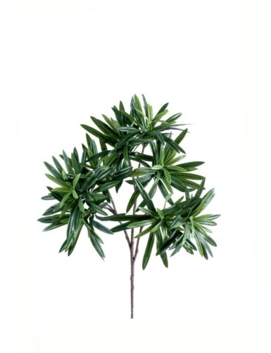 PODOCARPUS RAMA *240